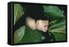 Capuchin Climbing down Leaves-DLILLC-Framed Stretched Canvas
