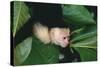 Capuchin Climbing down Leaves-DLILLC-Stretched Canvas