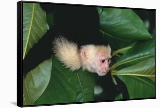 Capuchin Climbing down Leaves-DLILLC-Framed Stretched Canvas