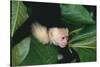 Capuchin Climbing down Leaves-DLILLC-Stretched Canvas