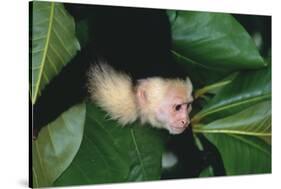 Capuchin Climbing down Leaves-DLILLC-Stretched Canvas