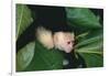 Capuchin Climbing down Leaves-DLILLC-Framed Photographic Print