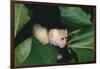 Capuchin Climbing down Leaves-DLILLC-Framed Photographic Print