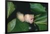 Capuchin Climbing down Leaves-DLILLC-Framed Photographic Print