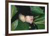 Capuchin Climbing down Leaves-DLILLC-Framed Photographic Print