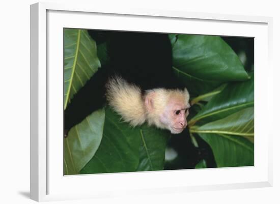 Capuchin Climbing down Leaves-DLILLC-Framed Photographic Print