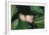 Capuchin Climbing down Leaves-DLILLC-Framed Photographic Print