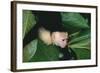 Capuchin Climbing down Leaves-DLILLC-Framed Photographic Print