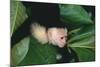 Capuchin Climbing down Leaves-DLILLC-Mounted Photographic Print