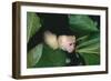 Capuchin Climbing down Leaves-DLILLC-Framed Photographic Print