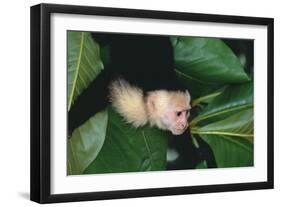 Capuchin Climbing down Leaves-DLILLC-Framed Photographic Print