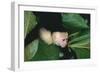 Capuchin Climbing down Leaves-DLILLC-Framed Photographic Print