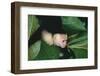 Capuchin Climbing down Leaves-DLILLC-Framed Photographic Print