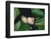 Capuchin Climbing down Leaves-DLILLC-Framed Photographic Print