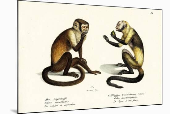 Capuchin Monkey, 1824-Karl Joseph Brodtmann-Mounted Giclee Print