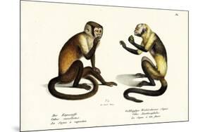 Capuchin Monkey, 1824-Karl Joseph Brodtmann-Mounted Giclee Print