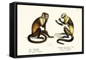 Capuchin Monkey, 1824-Karl Joseph Brodtmann-Framed Stretched Canvas