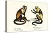 Capuchin Monkey, 1824-Karl Joseph Brodtmann-Stretched Canvas