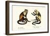 Capuchin Monkey, 1824-Karl Joseph Brodtmann-Framed Giclee Print