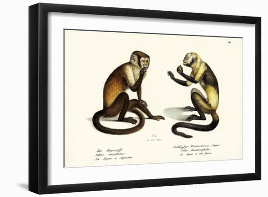 Capuchin Monkey, 1824-Karl Joseph Brodtmann-Framed Giclee Print