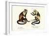 Capuchin Monkey, 1824-Karl Joseph Brodtmann-Framed Giclee Print