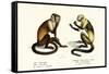 Capuchin Monkey, 1824-Karl Joseph Brodtmann-Framed Stretched Canvas