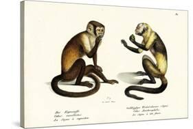 Capuchin Monkey, 1824-Karl Joseph Brodtmann-Stretched Canvas