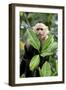 Capuchin Monkey I-Larry Malvin-Framed Photographic Print