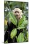 Capuchin Monkey I-Larry Malvin-Mounted Photographic Print
