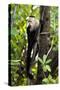 Capuchin Monkey II-Larry Malvin-Stretched Canvas