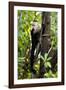 Capuchin Monkey II-Larry Malvin-Framed Photographic Print