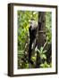 Capuchin Monkey II-Larry Malvin-Framed Photographic Print