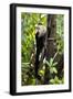 Capuchin Monkey II-Larry Malvin-Framed Photographic Print