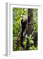 Capuchin Monkey II-Larry Malvin-Framed Photographic Print