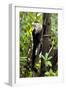 Capuchin Monkey II-Larry Malvin-Framed Photographic Print