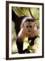 Capuchin Monkey-Lantern Press-Framed Art Print