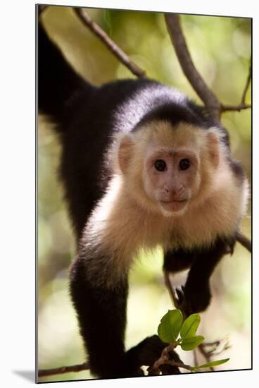 Capuchin Monkey-Lantern Press-Mounted Art Print