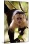 Capuchin Monkey-Lantern Press-Mounted Art Print