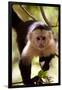 Capuchin Monkey-Lantern Press-Framed Art Print