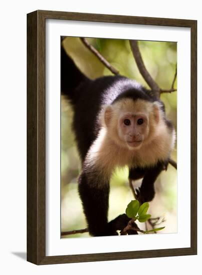 Capuchin Monkey-Lantern Press-Framed Art Print