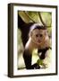 Capuchin Monkey-Lantern Press-Framed Art Print