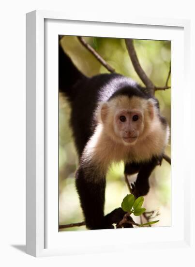 Capuchin Monkey-Lantern Press-Framed Art Print