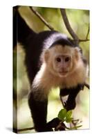Capuchin Monkey-Lantern Press-Stretched Canvas
