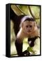 Capuchin Monkey-Lantern Press-Framed Stretched Canvas
