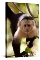 Capuchin Monkey-Lantern Press-Stretched Canvas