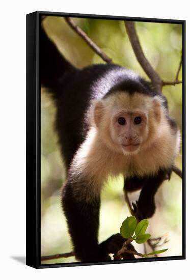 Capuchin Monkey-Lantern Press-Framed Stretched Canvas