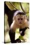 Capuchin Monkey-Lantern Press-Stretched Canvas