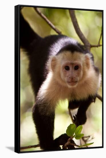 Capuchin Monkey-Lantern Press-Framed Stretched Canvas