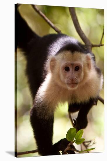 Capuchin Monkey-Lantern Press-Stretched Canvas