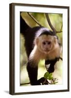 Capuchin Monkey-Lantern Press-Framed Art Print